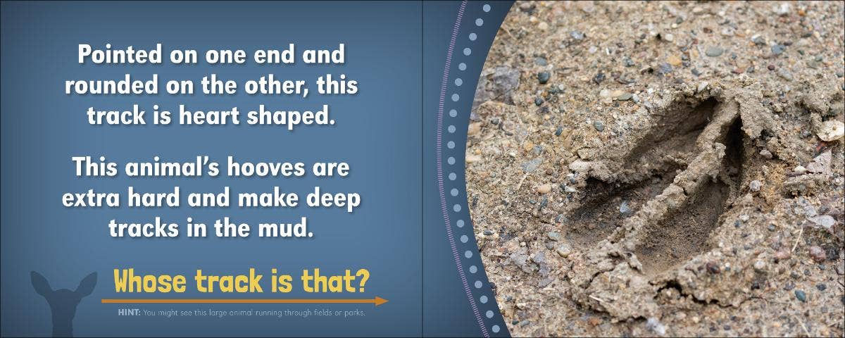 🦌🔍 Whose Track Is That? – Wildlife Nature Exploration 📘🐾