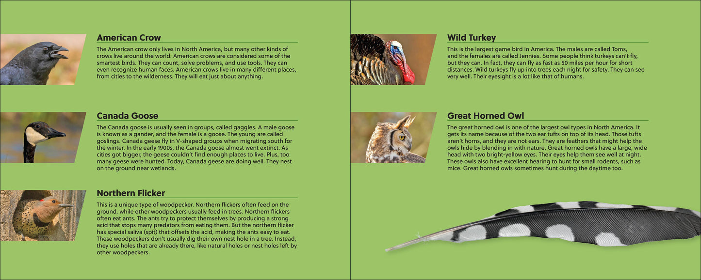 🪶 Whose Feather Is That? — Interactive Nature & Bird Book 🐦