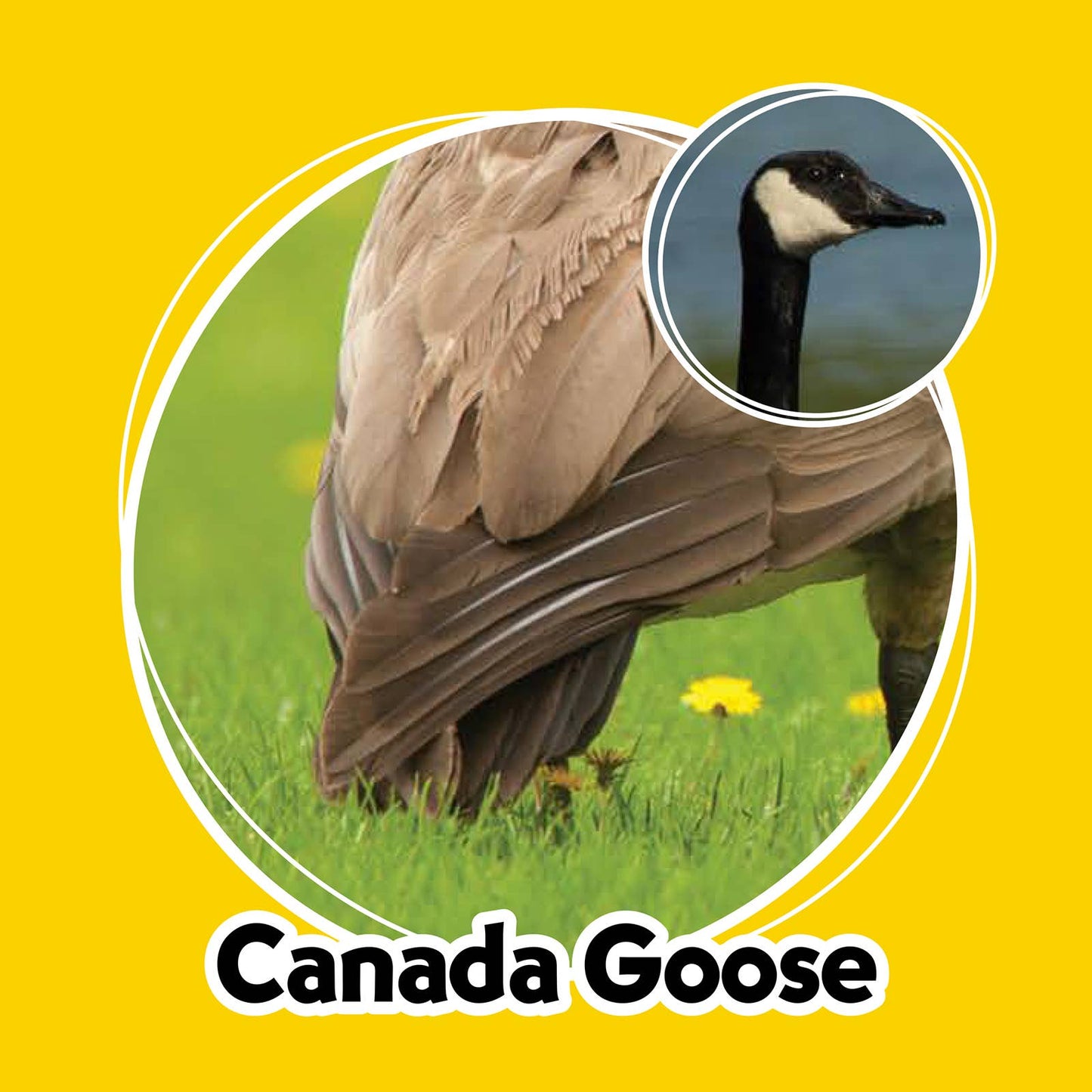 Whose Butt? Memory Game – Laugh & Learn Edition