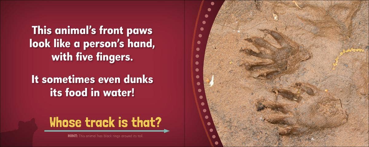 🦌🔍 Whose Track Is That? – Wildlife Nature Exploration 📘🐾