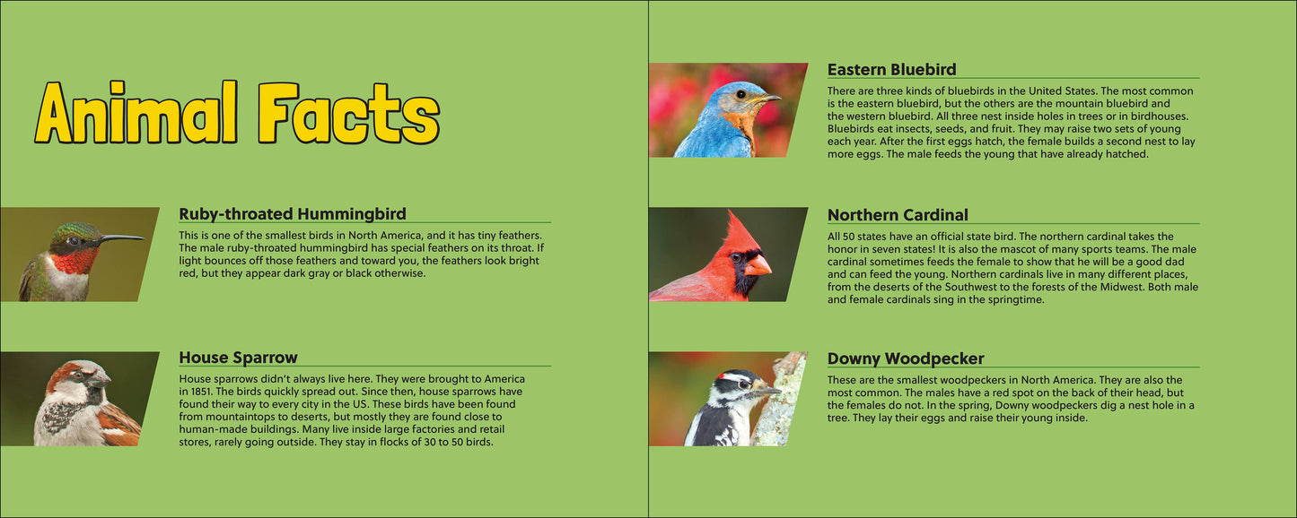 🪶 Whose Feather Is That? — Interactive Nature & Bird Book 🐦