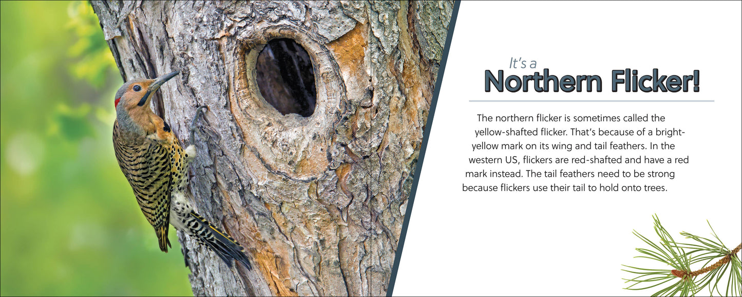 🪶 Whose Feather Is That? — Interactive Nature & Bird Book 🐦