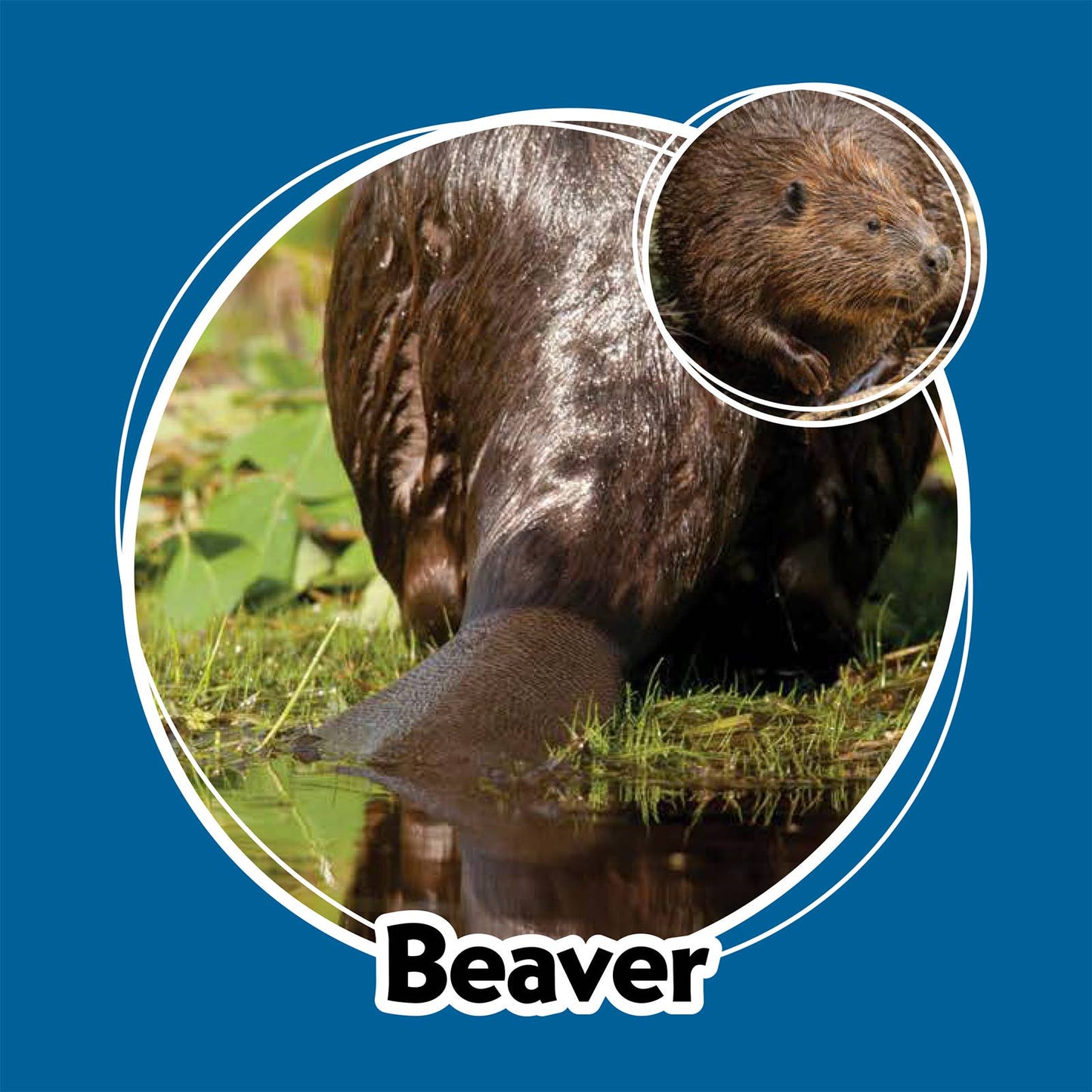 Whose Butt? Memory Game – Laugh & Learn Edition