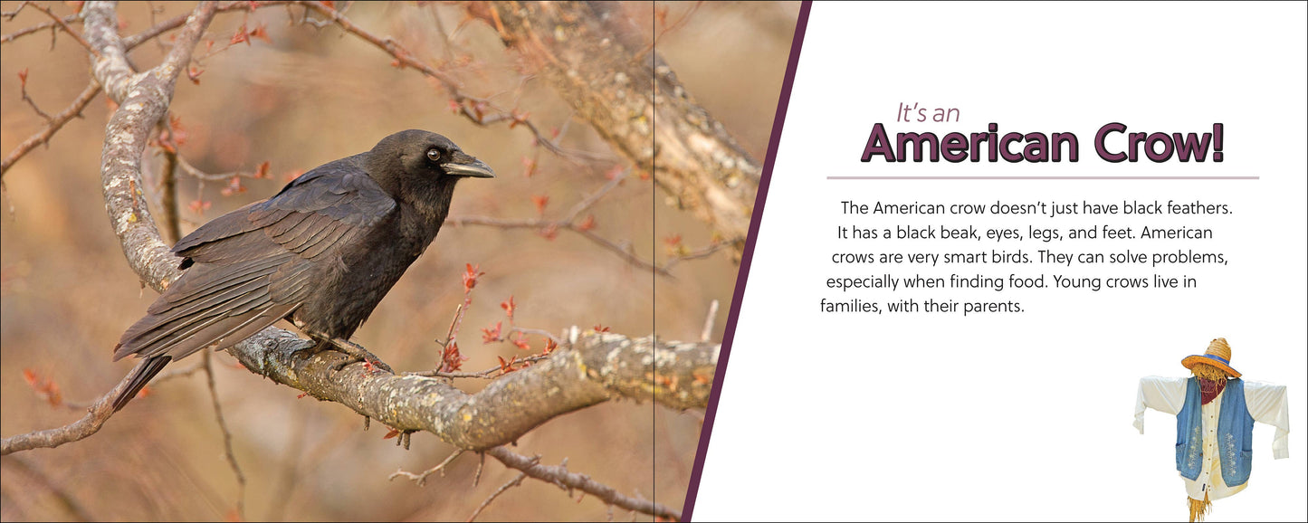 🪶 Whose Feather Is That? — Interactive Nature & Bird Book 🐦