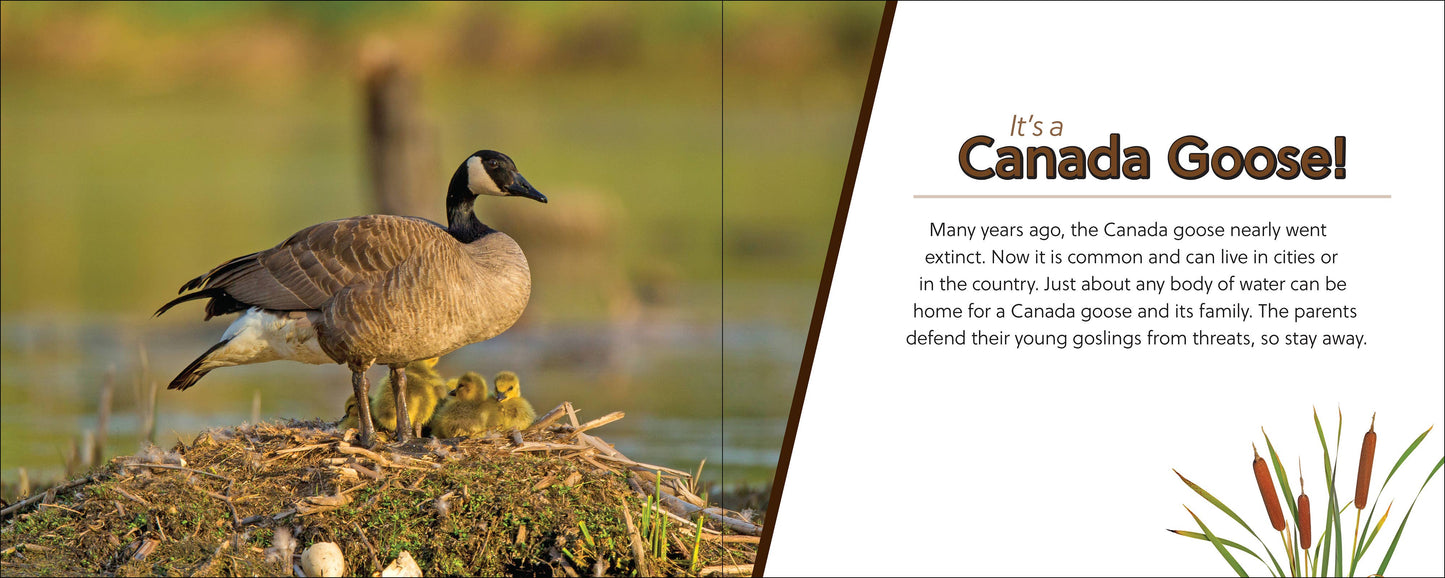 🪶 Whose Feather Is That? — Interactive Nature & Bird Book 🐦