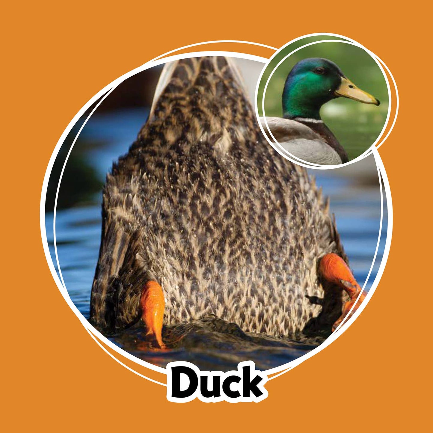 Whose Butt? Memory Game – Laugh & Learn Edition