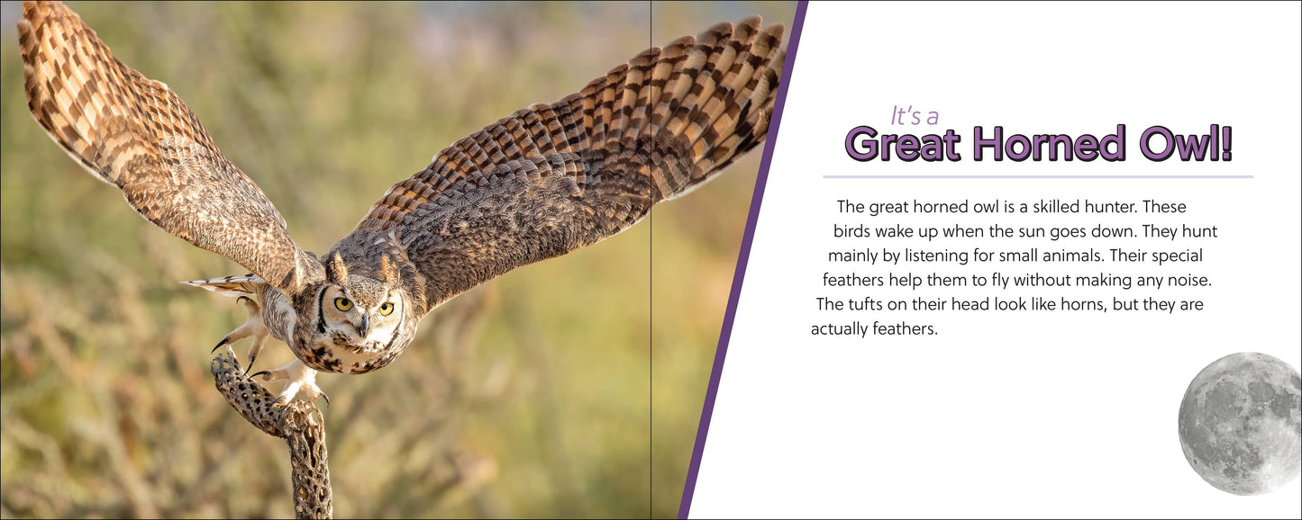 🪶 Whose Feather Is That? — Interactive Nature & Bird Book 🐦