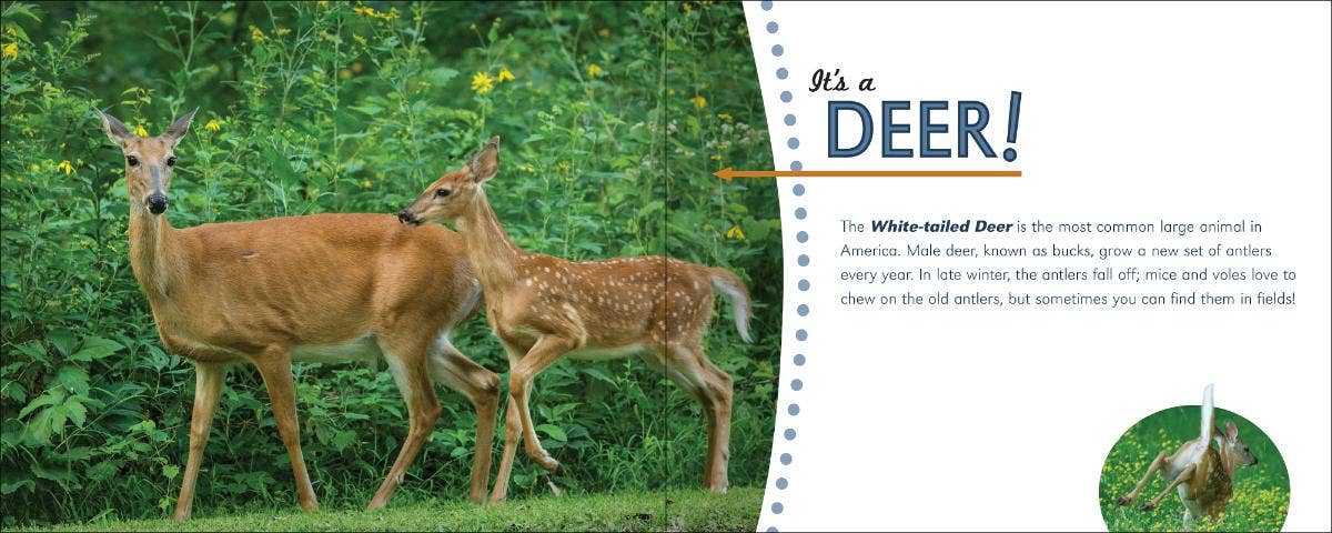 🦌🔍 Whose Track Is That? – Wildlife Nature Exploration 📘🐾