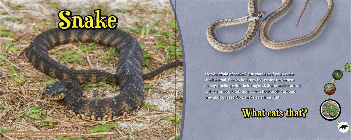 🦁 What Eats That? – Wildlife Nature Game & Learning Book 📘🌿