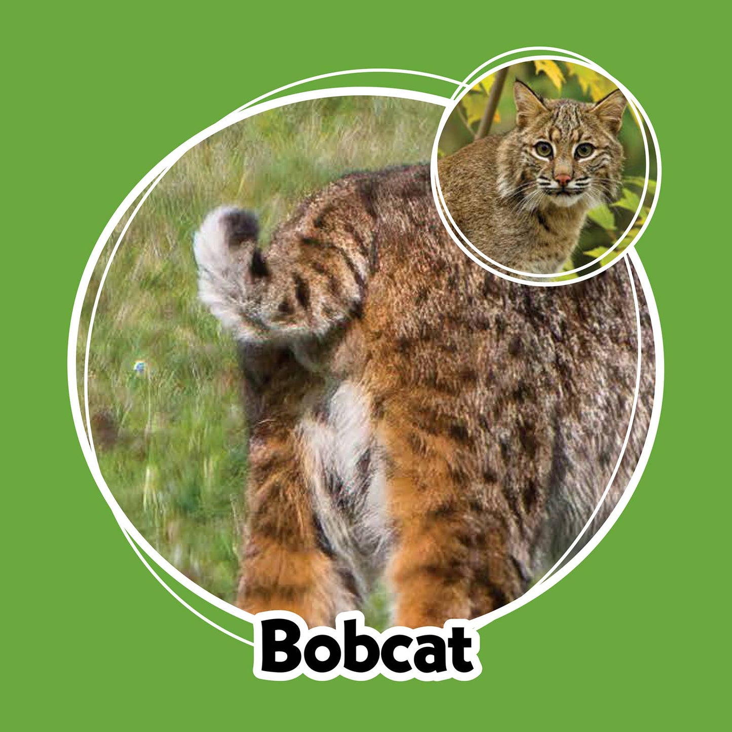 Whose Butt? Memory Game – Laugh & Learn Edition